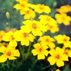 Craite Lulu (0,3 g) seminte Tagetes tenuifolia, craite fine cu flori mici galben-canar, parfum de citrice, Legutko - Img 2