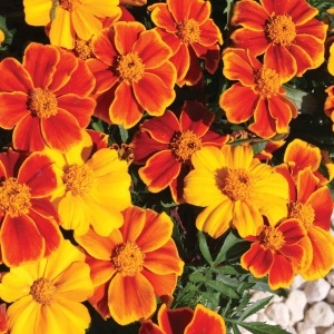 Craite mix - Aksamitka Rozpierzchla (1 g) seminte Tagetes patula nana, craite frantuzesti pitice, diverse soiuri si culori, Legutko - Img 3