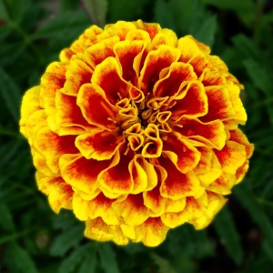 Craite Queen Sophia - Aksamitka Rozpierzchla (1 g) seminte Tagetes patula nana, craite frantuzesti pitice premiate, culoare schimbatoare, Legutko