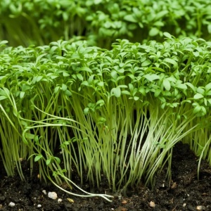 Creson de Gradina - Rzezucha (10 g) seminte creson cu frunze mici, crocante, picante, Legutko