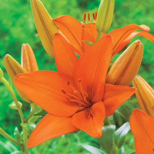 Crin Asiatic Orange (3 bulbi), bulbi crini flori culoare portocaliu luminos, Agrosem