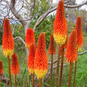 Crin Faclie Trytoma Knifofia (0,2 g) seminte Kniphofia uvaria, flori spectaculoase cu rosu, portocaliu, galben, Legutko
