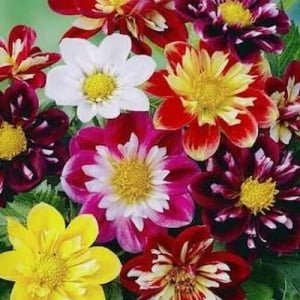 Plic semințe dalie pitică gulerată mix Collarette Dandy ambalaj original