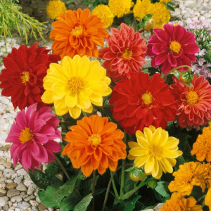 Dalie mix (0,3 g), seminte plante decorative Dahlia variabilis, flori mari, bogate, amestec de culori, Agrosem - Img 1