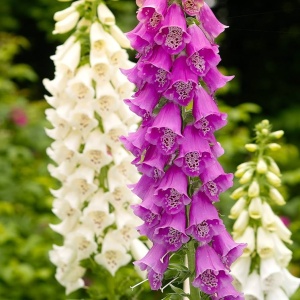 Degetel mix (0,25 g), seminte planta ornamentala Digitalis purpurea, flori clopotei colorati, Kertimag