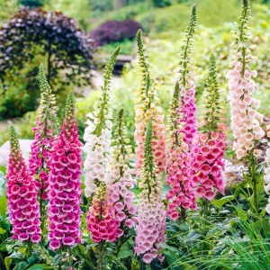 Degetel pitic mix (0,5 g) seminte Digitalis purpurea, flori clopotei amestec de culori, Legutko