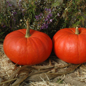Dovleac de copt Rouge Vif d'Etampes (1,5 g), seminte soi productiv, coaja portocalie, miez gustos, Agrosem