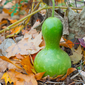 Dovleac decorativ verde Lopotok (2 g), seminte dovlecei ornamentali tigva verde, Kertimag - Img 3