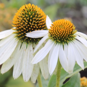 Echinacea Alba - Rudbekia purpurowa Jezowka (0,5 g) seminte planta medicinala perena Echinacea purpurea, flori mari albe, Legutko