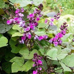 Fasole Egipteana - Fasolnik Egipski (3 g) seminte de Dolichos lablab, planta cataratoare cu flori si pastai violet intens, Legutko - Img 4