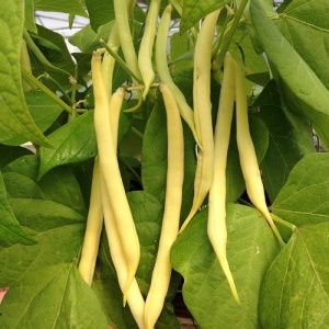 Fasole Fiacre Giallo (10 g) seminte soi timpuriu productiv, fasole urcatoare fideluta galbena, fara ate, Prima Sementi - Img 2