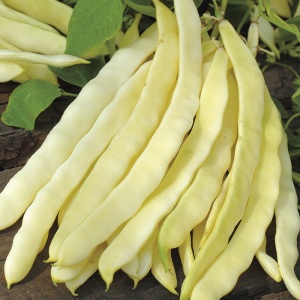 Fasole Golden Mary (40 g) seminte soi timpuriu, fasole urcatoare galbena lata, frageda, carnoasa, fara ate, Agrosem