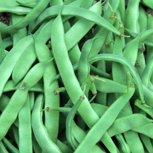 Fasole Marconi (100 g), seminte soi timpuriu, fasole urcatoare verde lata, pastai fragede, Agrosem