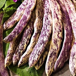 Fasole pitica Meraviglia del Piemonte (40 g) seminte fasole oloaga tarcata lata, crem cu striatii purpurii-mov, Agrosem