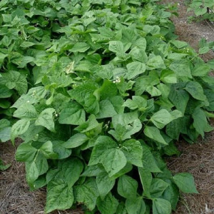 Fasole pitica Slenderette (100 g), seminte soi fasole oloaga verde fideluta, Patru Agro - Img 2