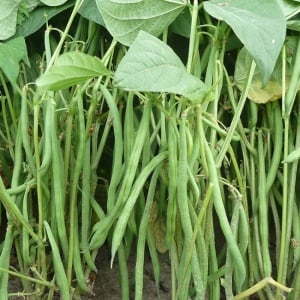 Fasole Wotter (15 g) seminte fasole pitica, pastai fideluta verzi lungi, carnoase, fragede, Prima Sementi