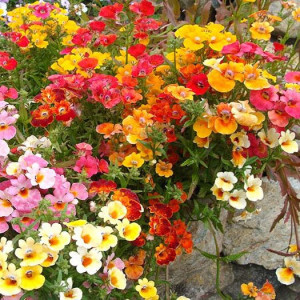 Floare de Macaleandru mix (0,1 g), seminte Nemesia strumosa, flori viu colorate rosu, roz, galben, portocaliu, Agrosem