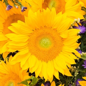 Floarea Soarelui Amor mix (3 g) seminte Helianthus annuus, flori mari cu petale galbene si centrul intunecat, Legutko - Img 4