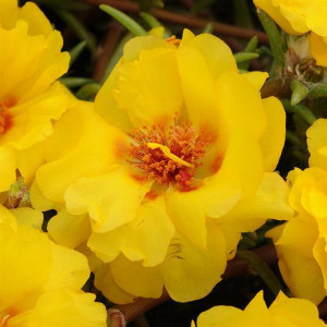 Flori de piatra duble galbene (0,1 g), seminte planta ornamentala Portulaca grandiflora, flori galbene stralucitoare, Agrosem
