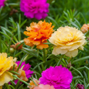 Flori de piatra mix (0,4 g), seminte planta ornamentala Portulaca grandiflora, flori culori stralucitoare, Opal