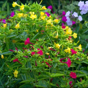 Frumoasa Noptii mix - Dziwaczek (2 g) seminte Mirabilis jalapa, Noptite cu flori colorate parfumate, Legutko - Img 3