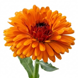 Galbenele Indian Prince (2 g) seminte Calendula officinalis cu flori duble, portocaliu cu mahon, Legutko