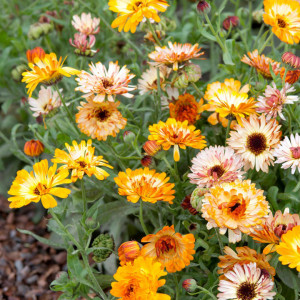 Galbenele medicinale amestec de culori (1 g), seminte Calendula officinalis, plante medicinale benefice pentru sanatate, Kertimag - Img 5