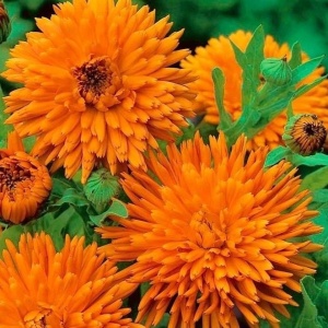 Galbenele Radio (2 g) seminte Calendula officinalis cu flori mari portocaliu intens, petale ascutite, Legutko
