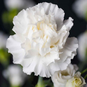 Garoafe Chabaud albe (0,1 g), seminte planta ornamentala Dianthus caryophyllus, flori mari, albe, Agrosem