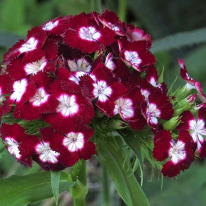 Garofite de Gradina Heimatland (0,2 g), seminte planta ornamentala Dianthus barbatus, garofite turcesti bordo cu ochi albi, Agrosem - Img 2