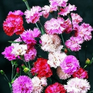 Garofite roz mini mix (0,4 g) seminte Garofite Dianthus plumarius flori pitice colorate, Opal