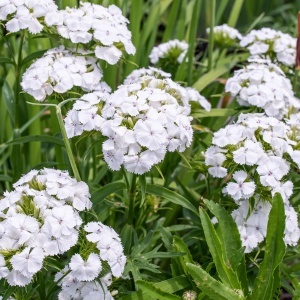Garofite Turcesti Albus (0,5 g) seminte Dianthus barbatus garofite de gradina alb imaculat, Legutko