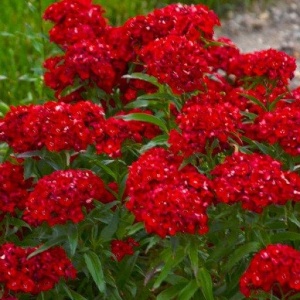 Garofite Turcesti Scarlet Beauty (0,5 g) seminte Dianthus barbatus garofite de gradina rosii-stacojii, Legutko - Img 2