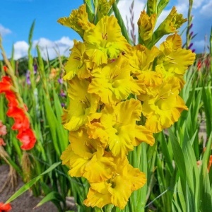 Gladiola Blitz (7 bulbi) bulbi gladiole flori mari, petale gofrate galben intens cu verzui, Agrosem - Img 3