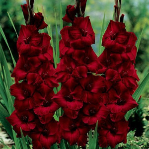 Gladiola Dark Red (5 bulbi), bulbi gladiole flori mari, petale culoare rosu inchis catifelat, Agrosem
