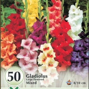 Gladiola mixed pachet mare (50 bulbi) gladiole flori mari, amestec de culori, Kertimag - Img 5