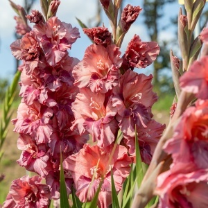 Gladiola Rusty Chesnut (7 bulbi) bulbi gladiole flori mari gofrate, amestec de culori deosebite, cupru, castaniu-visiniu, roz, mov, Agrosem - Img 2
