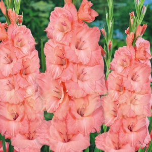 Gladiola Sugar Babe (7 bulbi) gladiole flori roz somon intens, Agrosem