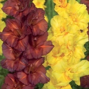 Gladiole Duo Chocolate & Lemon Drop (8 bulbi) gladiole flori mari, amestec de doua culori, rosu-ciocolatiu si galben intens, Kertimag