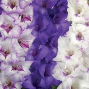Gladiole Trio Eskimo (9 bulbi) gladiole flori mari, amestec de trei culori, nuante de roz, mov, alb, Kertimag