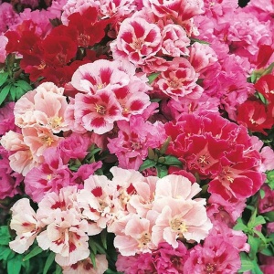 Godetia mix (1 g), seminte plante decorative Clarkia amoena, flori spectaculoase, multicolore, Opal