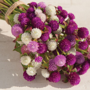 Gomfrena mix (0,1 g), seminte planta ornamentala anuala Gomphrena globosa, flori globulare, colorate, pentru uscat, Agrosem - Img 3