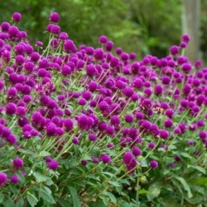Gomfrena violet (0,25 g) seminte planta ornamentala anuala Gomphrena globosa, flori globulare purpurii pentru uscat, Kertimag - Img 5