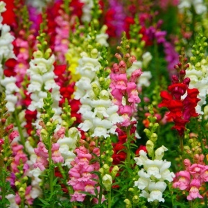 Gura Leului amestec (0,5 g) semințe Antirrhinum majus, flori viu colorate, inflorire abundenta, Kertimag