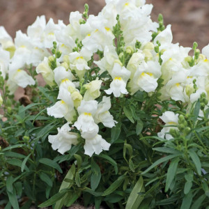 Gura Leului pitica alba (0,2 g), seminte Antirrhinum majus nanum, planta decorativa perena, flori albe, inflorire abundenta, Agrosem