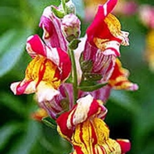 Floare pestriță multicoloră de Gura Leului Tutti Frutti
