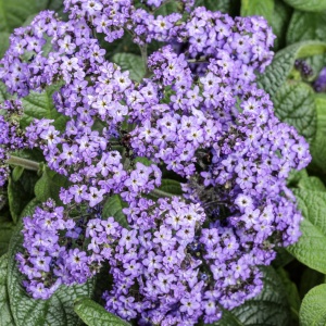 Heliotrop Albastru - Heliotrop Ogrodowy (0,1 g) seminte Heliotropium arborescens, flori mici albastre-violet, parfum vanilat, Legutko