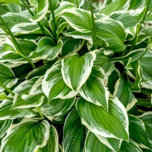 Hosta green & white (1 bulb) bulbi Hosta cu frunze bicolore verde cu alb, flori delicate, Agrosem - Img 2