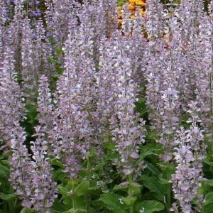 Iarba Sfantului Ion - Serlai (1 g), seminte planta medicinala, aromatica si melifera Salvia sclarea, Kertimag - Img 2