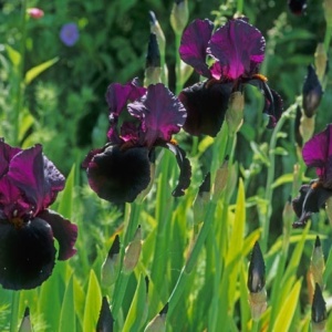 Iris germanica Black (1 bulb) Iris cu flori spectaculoase negru-violet profund, Kertimag - Img 3